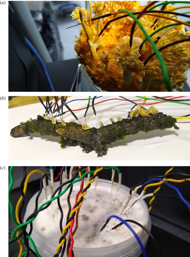 Фотографии электродов, вставленных в разные виды грибков. Кредит: А. Адамацкий