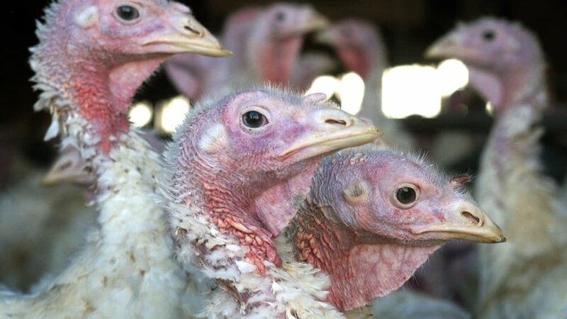 Вспышка птичьего гриппа в США в 2022 году: Миннесота запрещает продажу птицы и выставки на 31 день из-за вируса H5N1