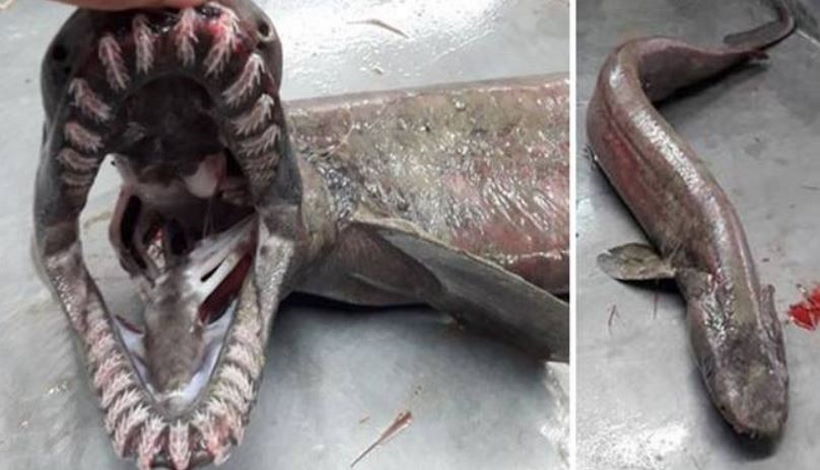 В Португалии поймали глубоководную акулу с 300 зубами
