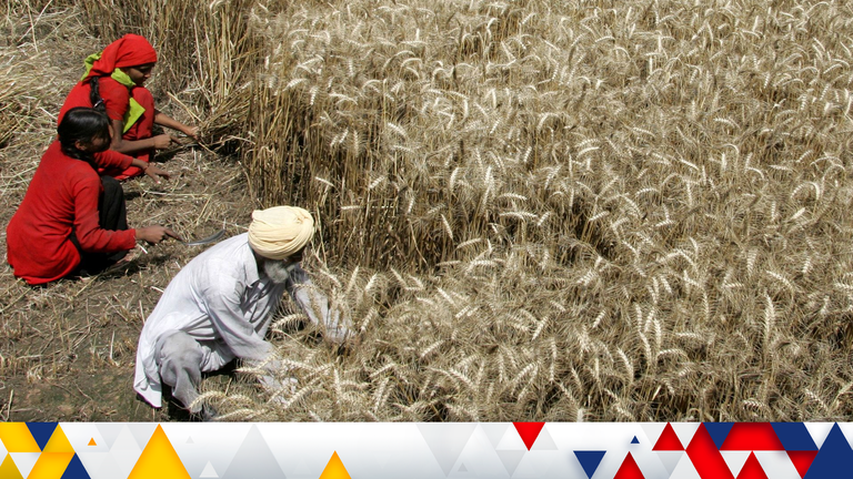 Продовольственная безопасность во всем мире под угрозой!  Индия, второй по величине производитель ПШЕНИЦЫ в мире, запрещает экспорт пшеницы!