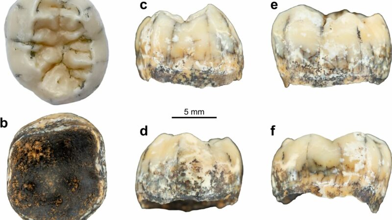 Зуб, принадлежащий таинственному предку человека, обнаружен экспертами