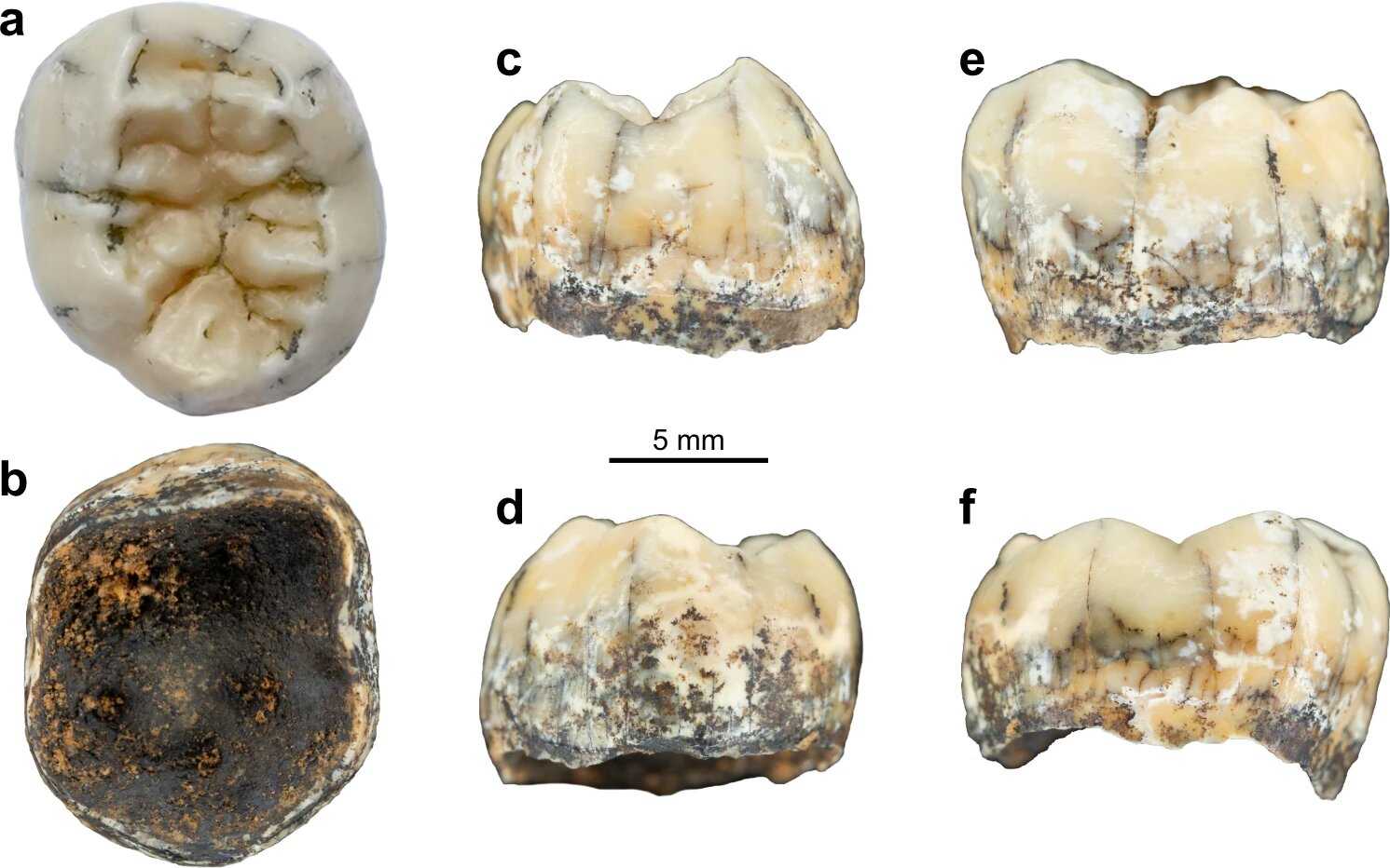 Зуб, принадлежащий таинственному предку человека, обнаружен экспертами