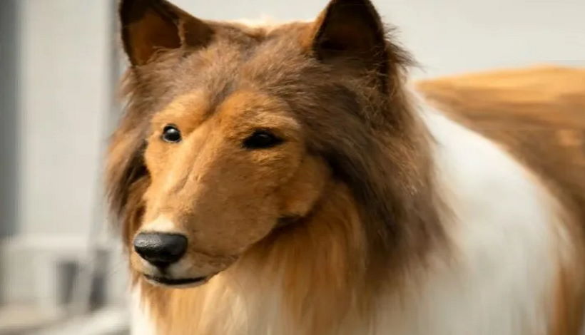Японец потратил 2 миллиона иен, чтобы «стать собакой»