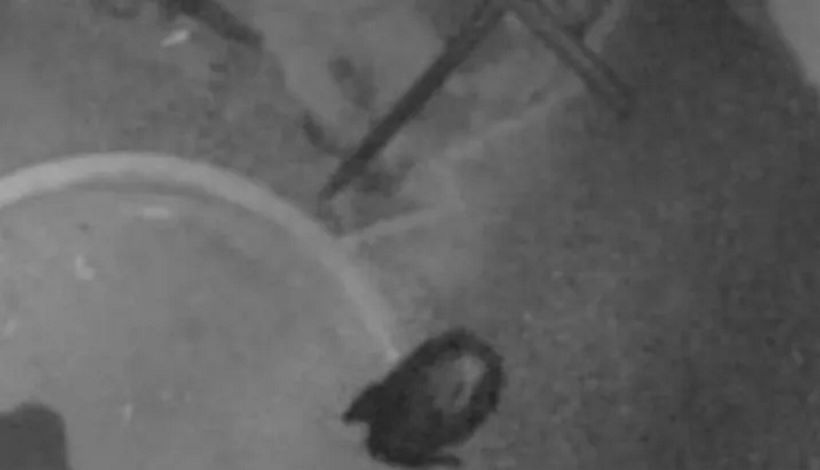 Ходячий загадочный «шерстяной комок» попал на камеру наблюдения