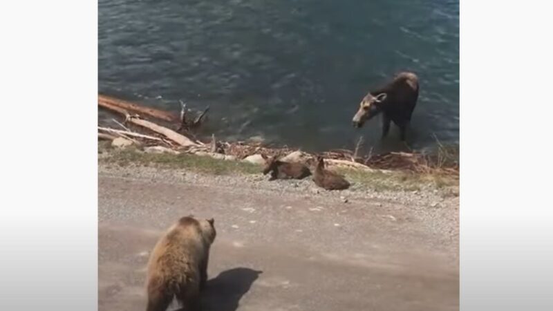 Видео: лось обвиняет гризли, убившего одного из его телят в национальном парке Глейшер, штат Монтана.