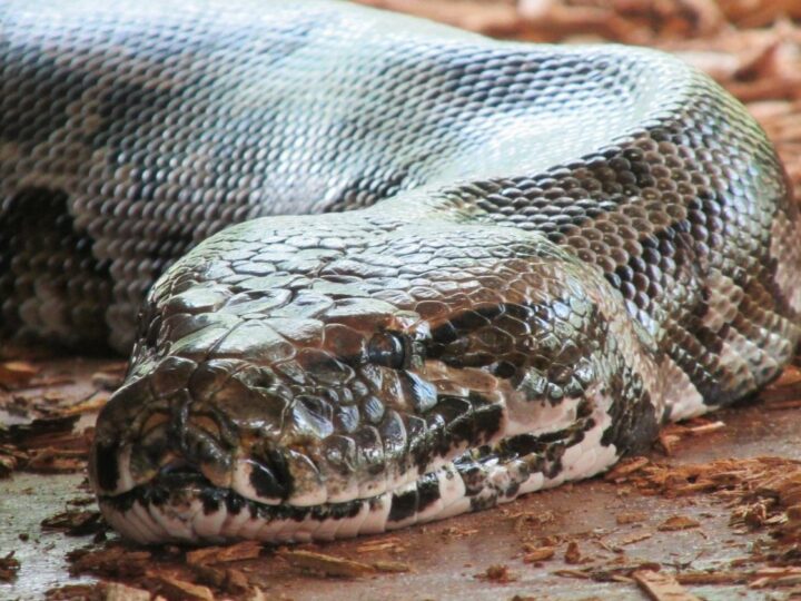 Когда-то в Индии жили змеи длиной с пятиэтажный дом
