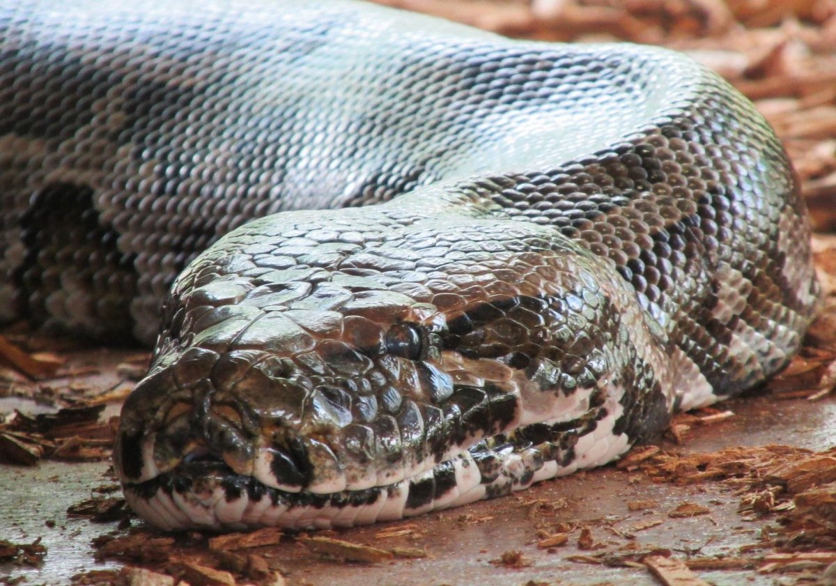 Когда-то в Индии жили змеи длиной с пятиэтажный дом