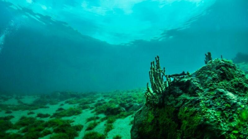 На дне моря нашли озеро, убивающее всех, кто в нем купается