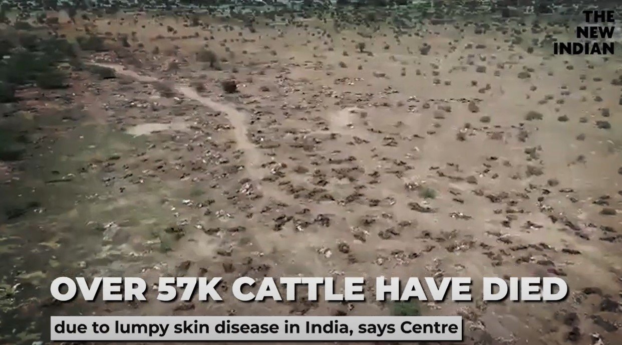 Апокалиптическое видео показывает тысячи мертвых голов крупного рогатого скота в пустыне Раджастхана, так как 57 000 коров уже погибли из-за вспышки нодулярного дерматита в Индии – официальные лица просят штаты ускорить процесс вакцинации