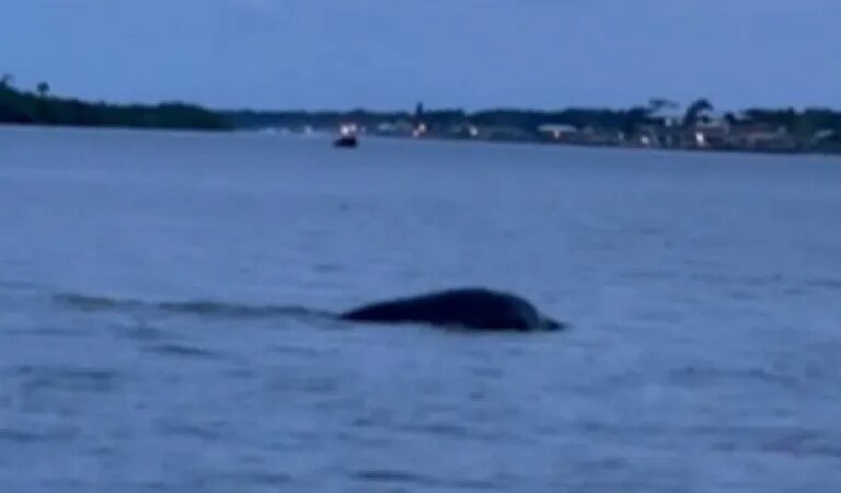 Загадочное водное чудовище попало на видео во Флориде