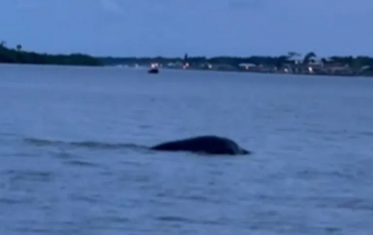 Загадочное водное чудовище попало на видео во Флориде