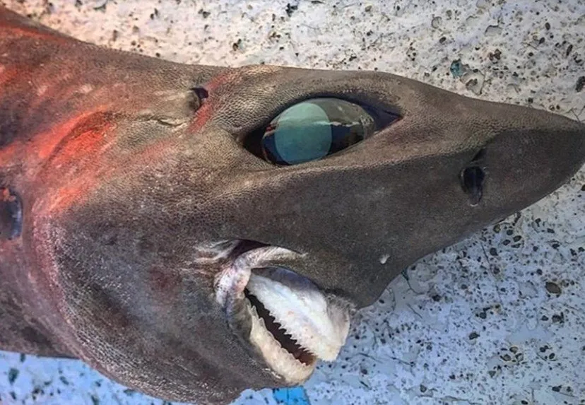 Акула прямо из фильма ужасов выловлена ​​у берегов Австралии