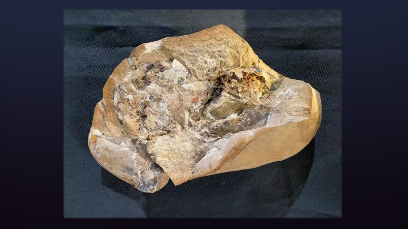 Исследователи нашли самое древнее сердце, возраст которого составляет 380 миллионов лет