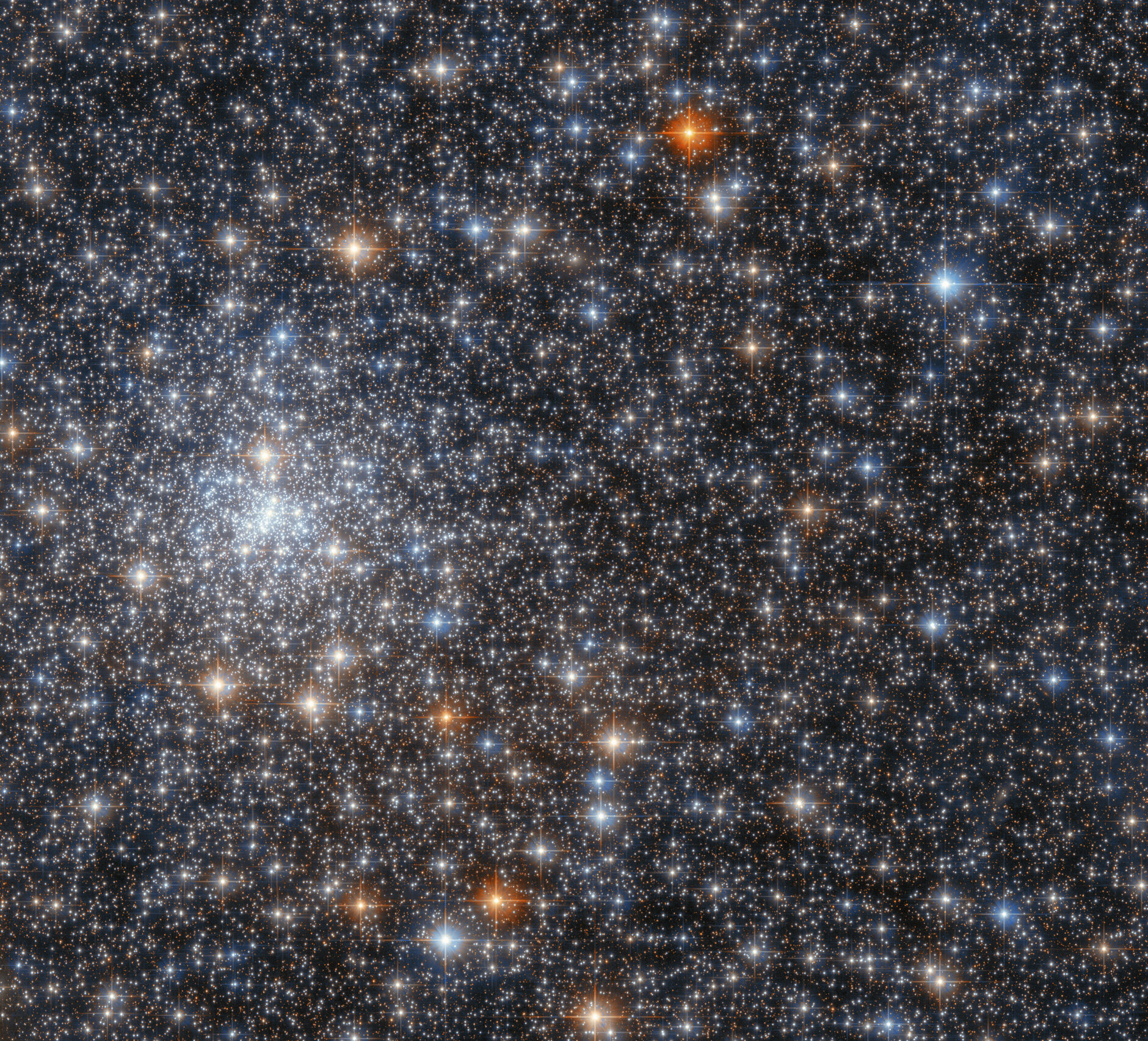 Усовершенствованная камера для обзоров на космическом телескопе Хаббл запечатлела это потрясающее скопление звезд, NGC 6558. Изображение предоставлено ESA/Hubble & NASA, R. Cohen.