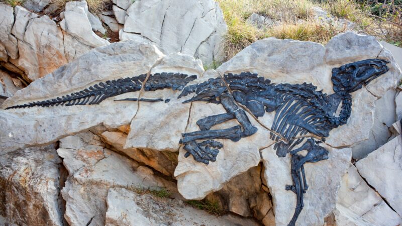 Ученые нашли самый хорошо сохранившийся скелет динозавра