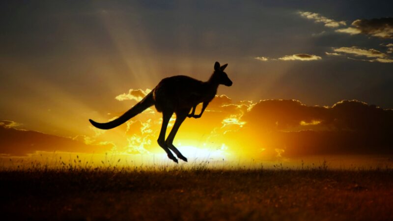 Гигантские кенгуру бродили по Земле 20 000 лет назад