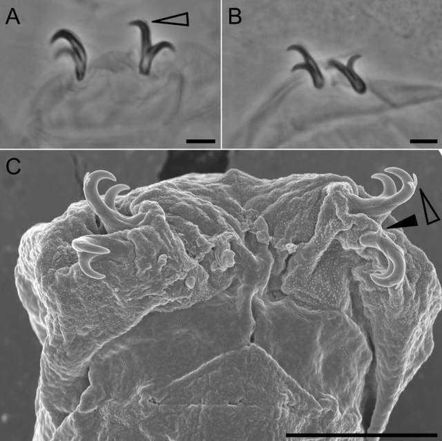 Фотография нового вида тихоходок под микроскопом. Изображение предоставлено: Маттео Векки и др. все.