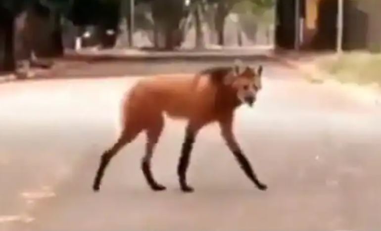 Странное красное животное, замеченное на улице, ошеломило Интернет