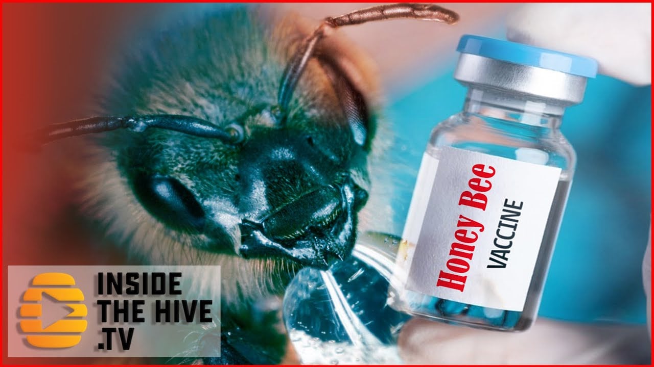 Пчела ВАКС!  США одобрили использование первой в мире вакцины для медоносных пчел