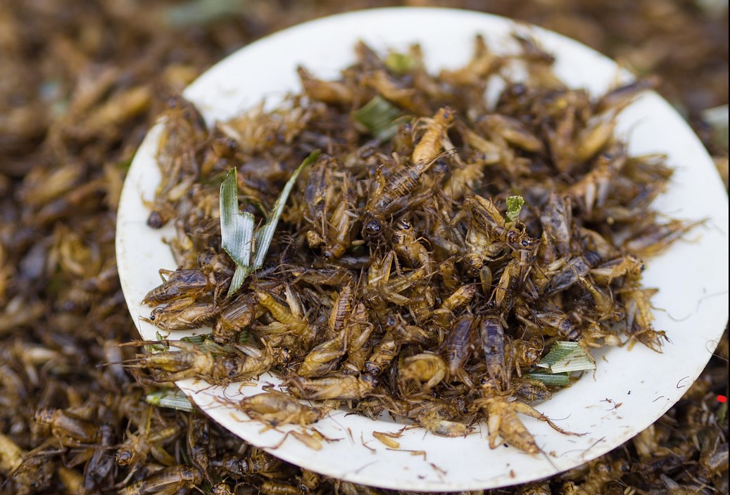 ЕС разрешил использовать домашних сверчков и личинок мучного червя в пищевых продуктах