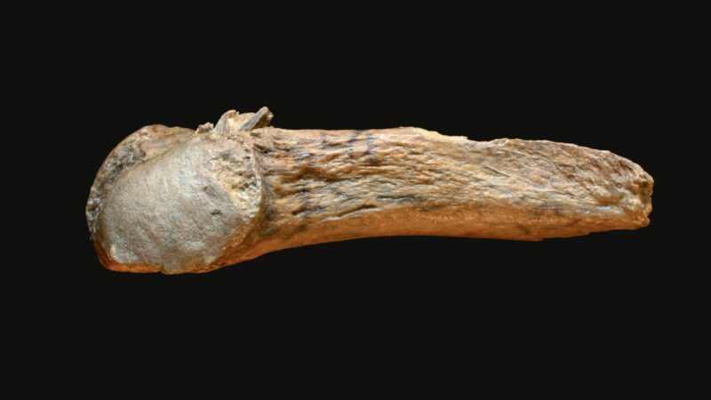 Старейшему костяному оружию, найденному в Америке, 13 900 лет