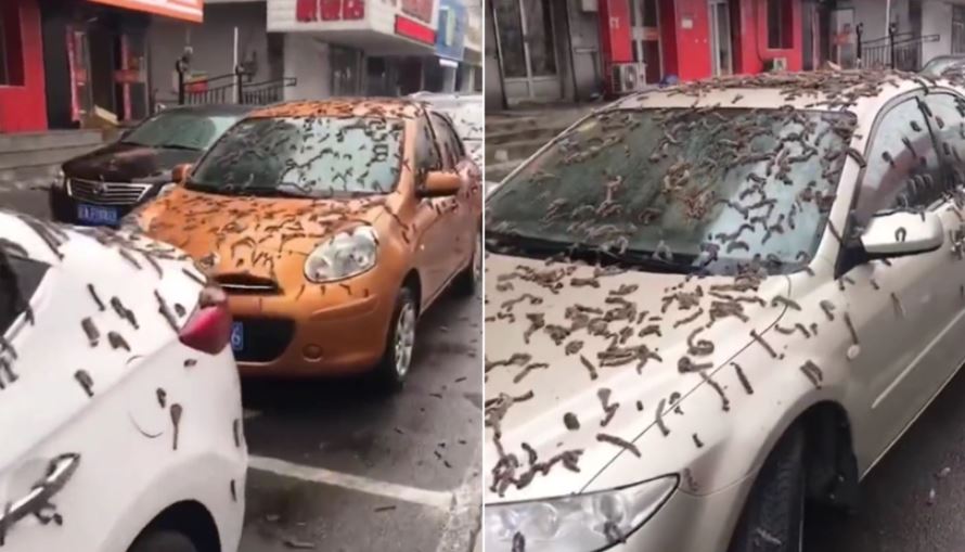 Таинственный дождь из червей в Китае сбил с толку местных жителей