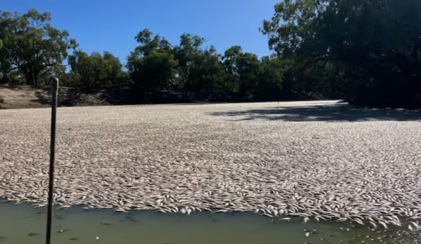 Рыбный апокалипсис в Менинди, Австралия!  Миллионы мертвой рыбы покрыли реку в результате последнего разрушительного массового убийства