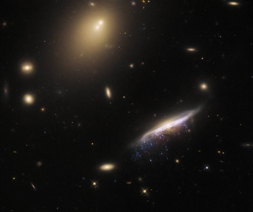На этом изображении, полученном космическим телескопом Хаббл НАСА/ЕКА, заметно выделяется галактика JW100. ЕКА/Хаббл и НАСА, М. Гуллиушик и команда GASP.