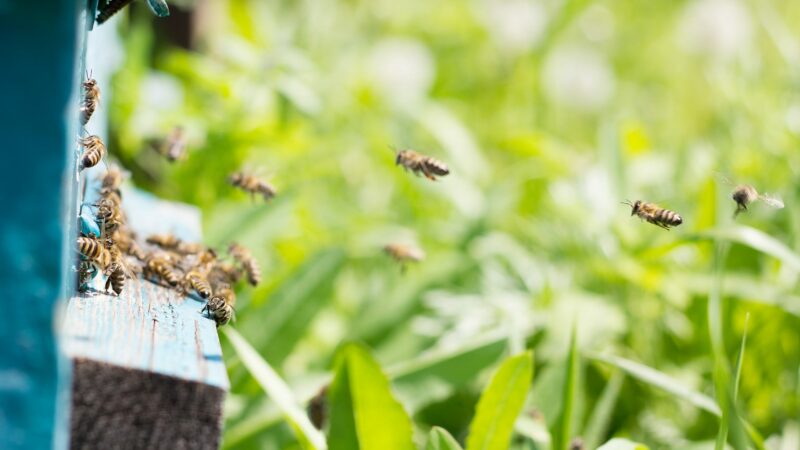 У пчел обнаружен новый сложный тип коммуникации