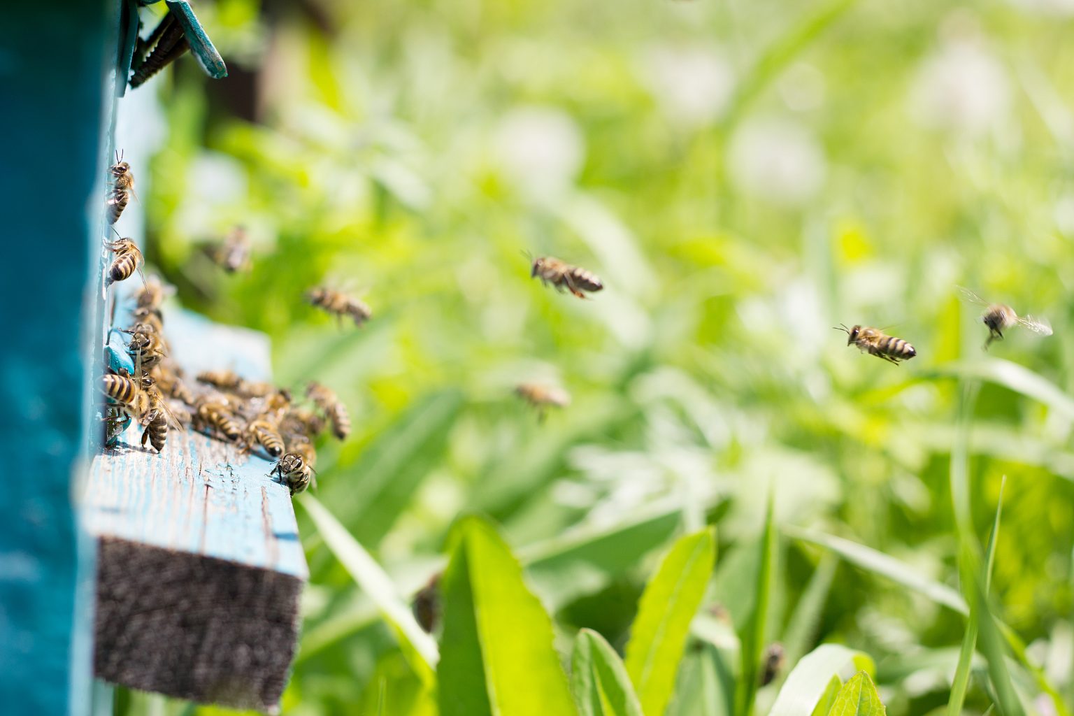 У пчел обнаружен новый сложный тип коммуникации
