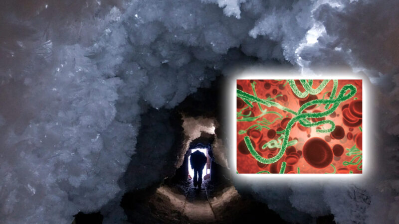 Вирус «Древний зомби» возродился и все еще заразен спустя 50 000 лет