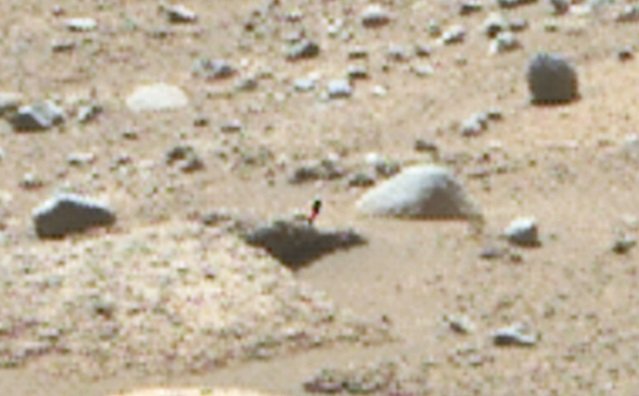 Растение или животное на камне найдено на последней фотографии Марса НАСА