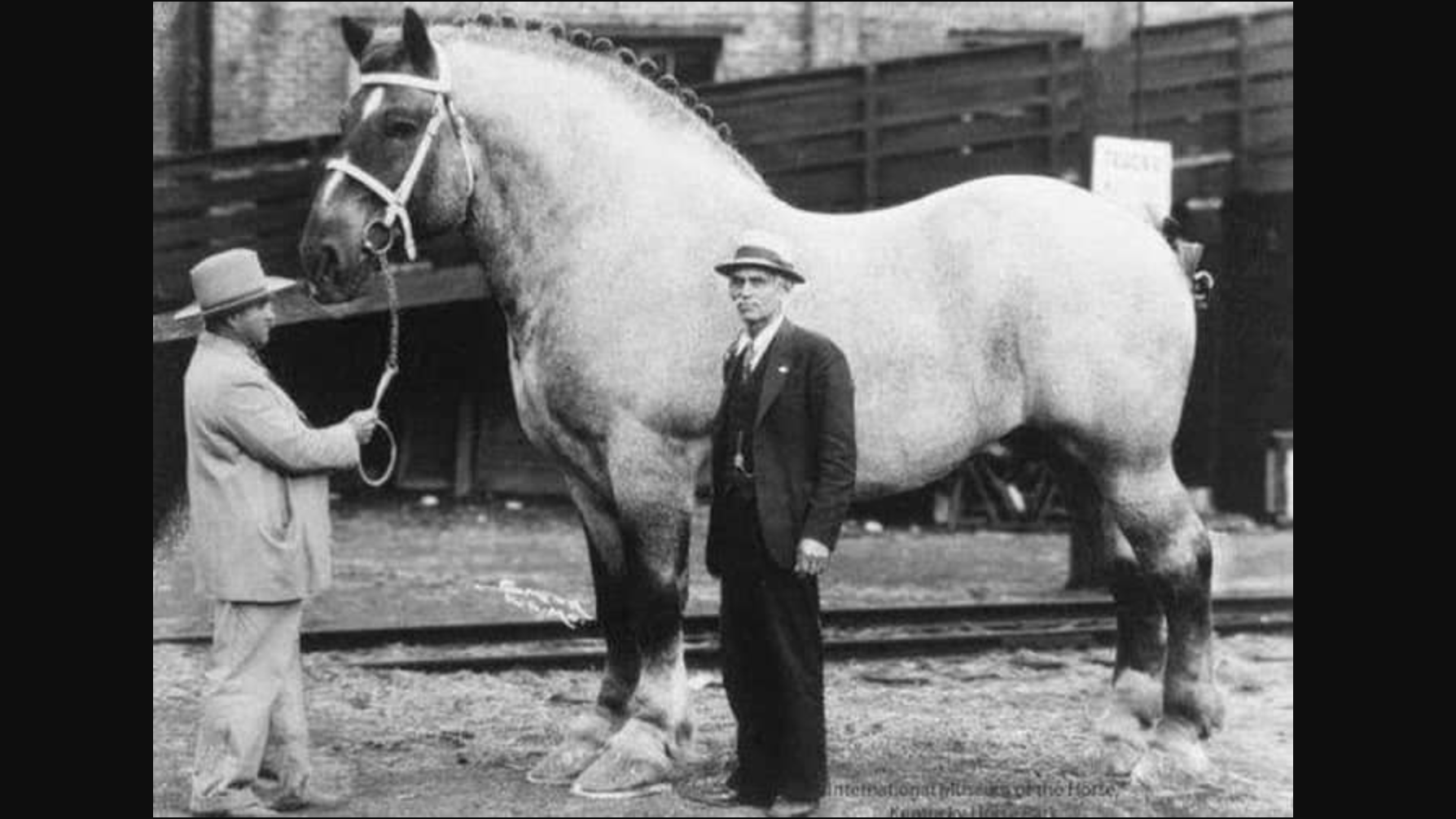 Какая самая большая лошадь когда-либо была зарегистрирована?