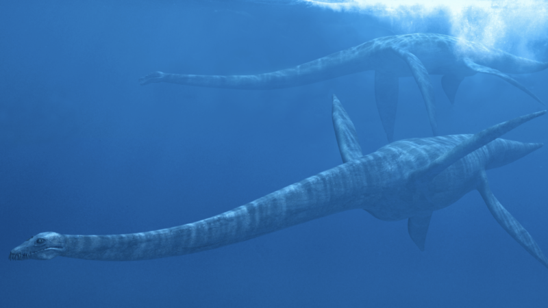Раскрытие секретов плавания мезозойских морских рептилий