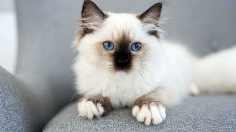 15 уникальных и нетрадиционных имен для вашего необычного кота
