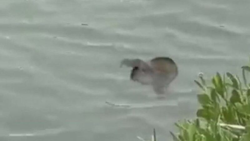 Что это за таинственное существо плавает возле острова Паули?