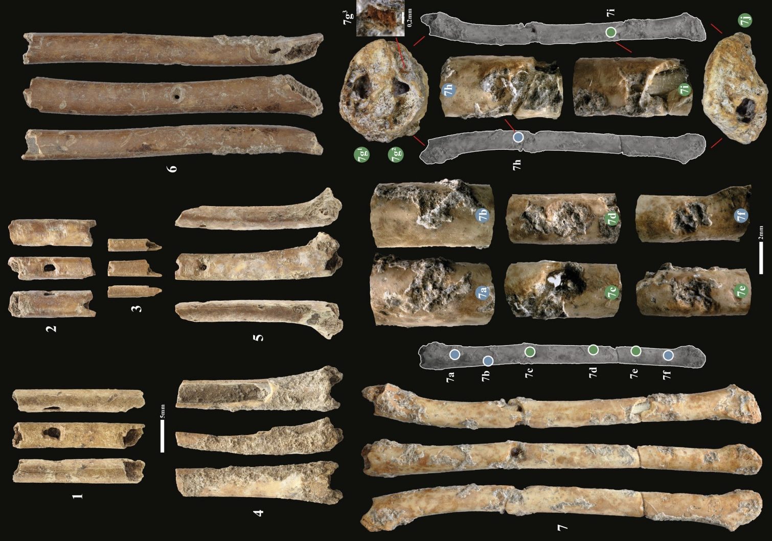 Археологи обнаружили завораживающие костяные флейты возрастом 12 000 лет