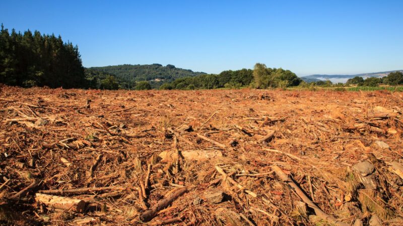 Тропический лес размером с футбольное поле исчезает каждые 5 секунд