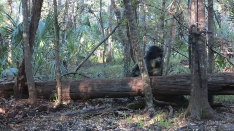 Во Флориде охотничья камера запечатлела неопознанное обезьяноподобное существо