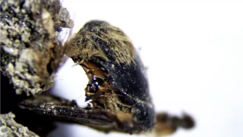 В Португалии найдены сотни “мумифицированных пчел” возрастом 3 000 лет