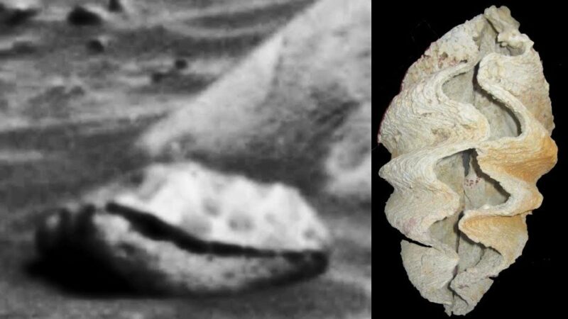 Исследователь обнаружил на Марсе ископаемых древних моллюсков