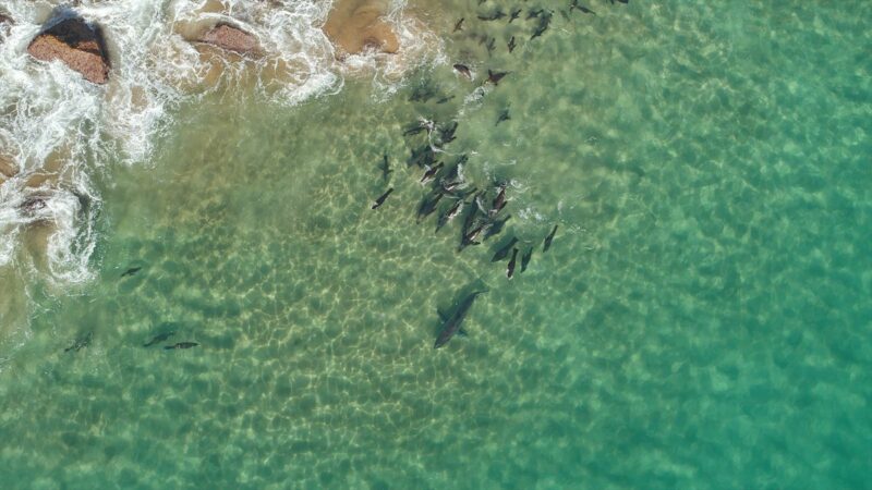 На “невероятных и удивительных” кадрах видно, как большую белую акулу атакует банда тюленей