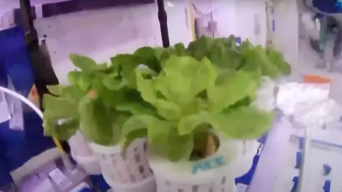 Китай успешно выращивает салат и помидоры на борту космической станции Tiangong