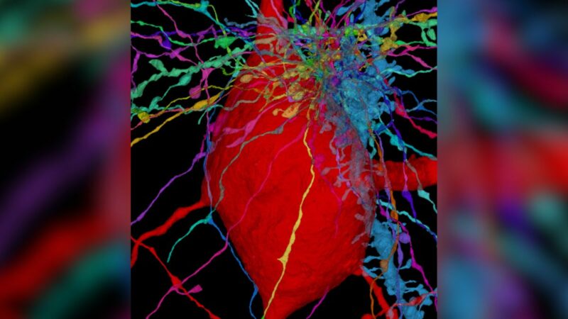 3D-карта с мельчайшими подробностями отображает “антенны” клеток человеческого мозга