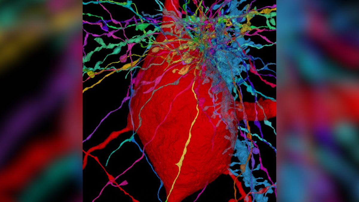 3D-карта с мельчайшими подробностями отображает “антенны” клеток человеческого мозга