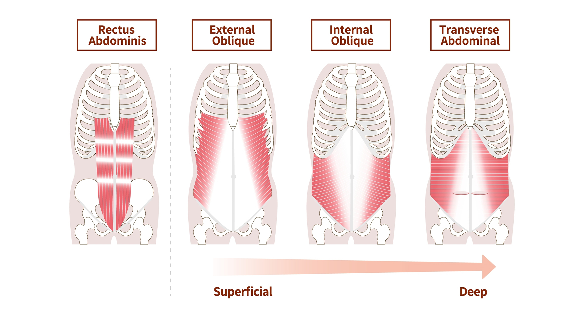 Anatomy of the abdominal muscle group muscle illustration set.