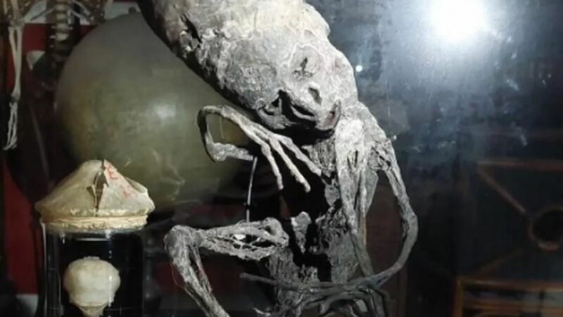 Мумия в бельгийском музее похожи на мексиканские мумии пришельцев