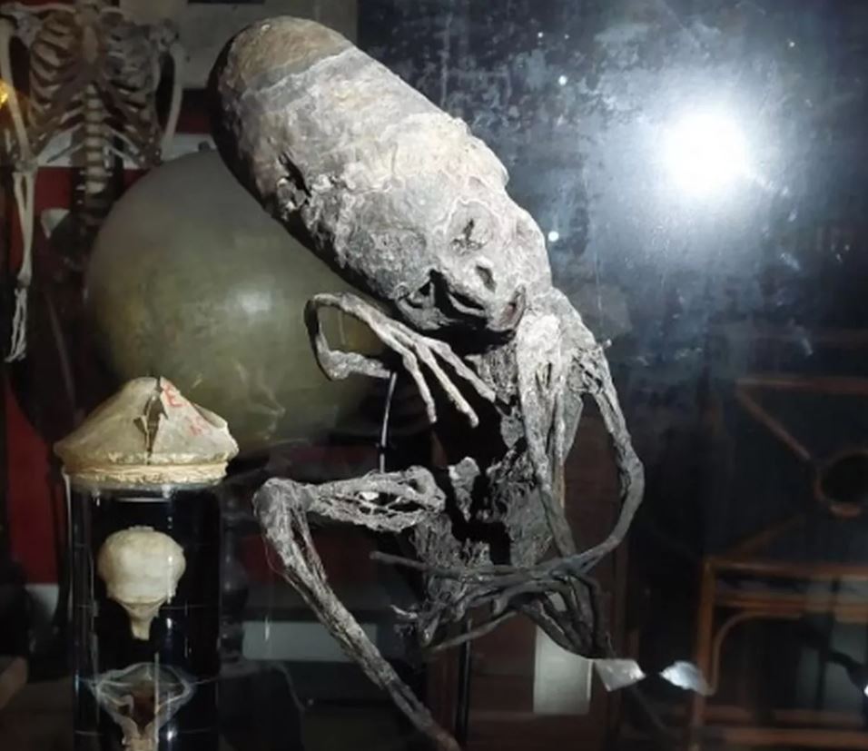 Мумия в бельгийском музее похожи на мексиканские мумии пришельцев