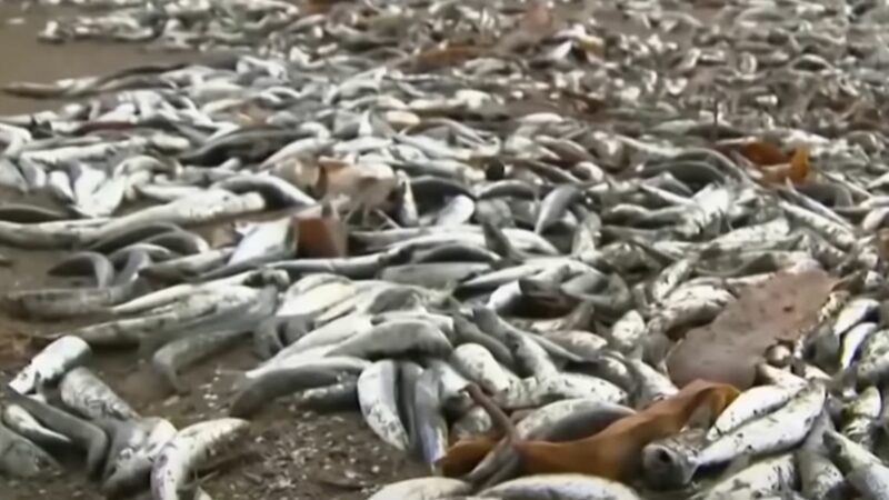 Тысячи тонн рыбы выброшены на берег Японии