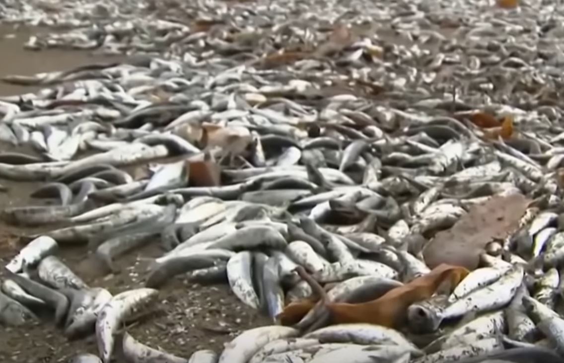 Тысячи тонн рыбы выброшены на берег Японии